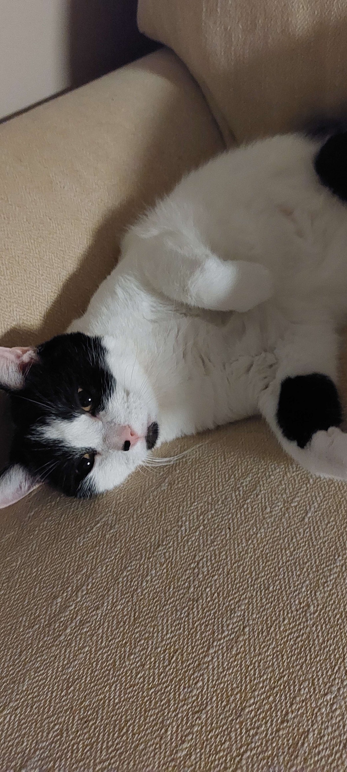 Buttons is missing in Tampa, Florida 33602 Petkey