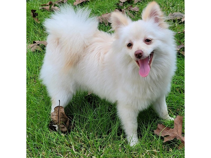 Pet Photo