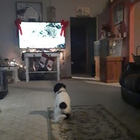 Lost Pet Image