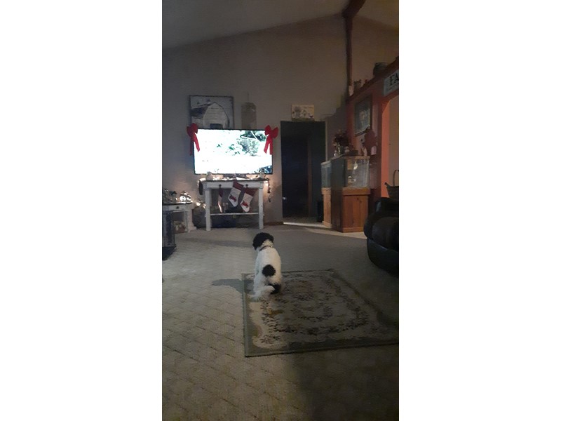 Pet Photo