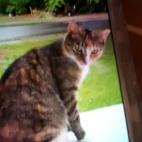 Lost Pet Image