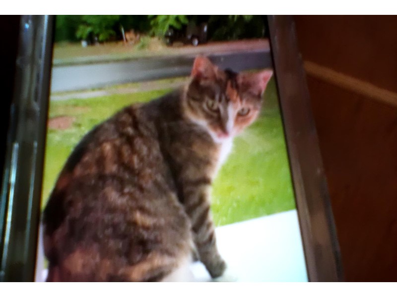 Pet Photo
