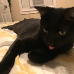 Shadow, American Shorthair, lost pet near Maple Shade, NJ