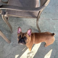 Lost Pet Image