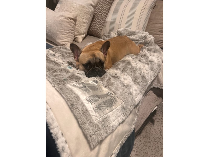 Pet Photo