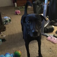 Lost Pet Image