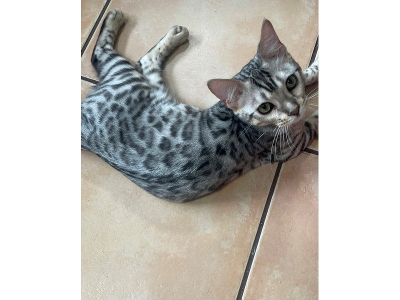 Pet Photo