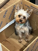 Lost Pet Image