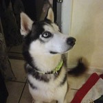 Hitachi Ventura, Siberian Husky, lost pet near 77073 Houston, TX