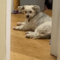 Lost Pet Image