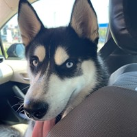 Lost Pet Image
