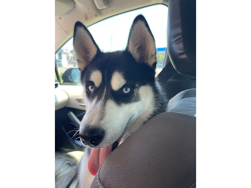 Pet Photo