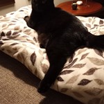 Remy, American Shorthair/Burmese, lost pet near Bothell, WA
