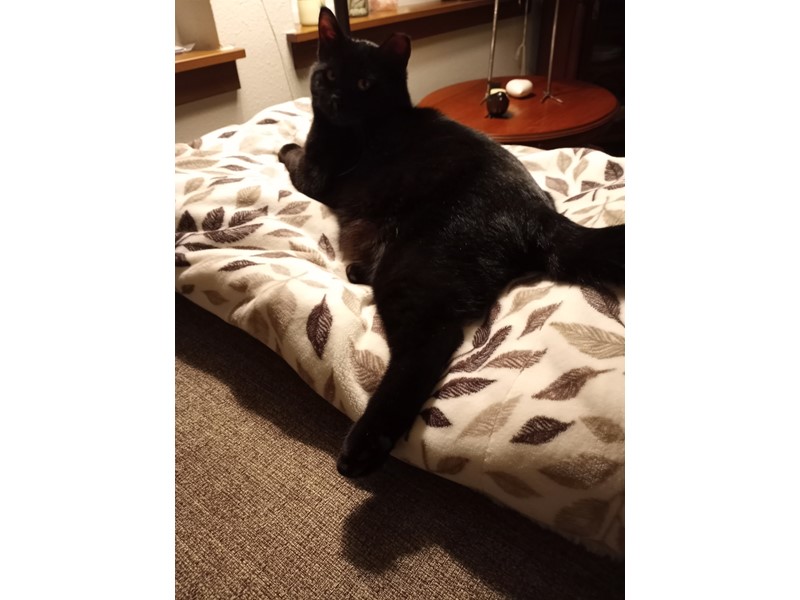 Pet Photo