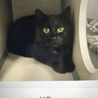 Lost Pet Image
