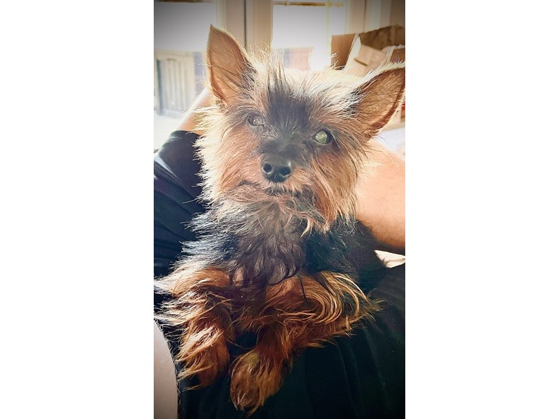 Lexi is missing in eclectic, Alabama 36024 Petkey