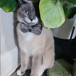 Prince, Siamese/Snowshoe, lost pet near West Windsor Township, NJ