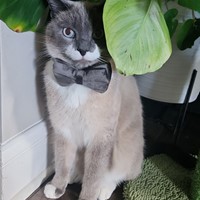 Lost Pet Image