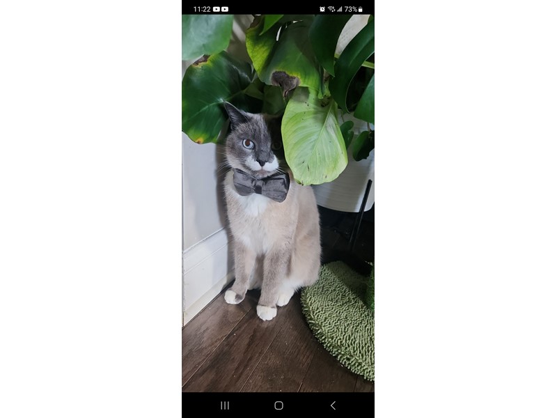 Pet Photo