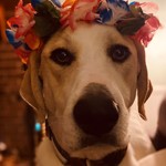 Dallas, American Foxhound, lost pet near Travelers Rest, SC