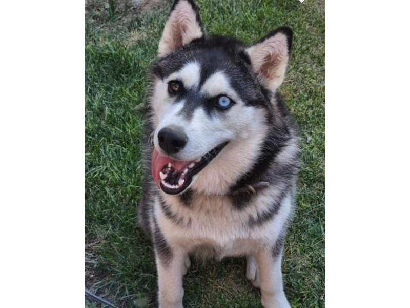 Pet Photo