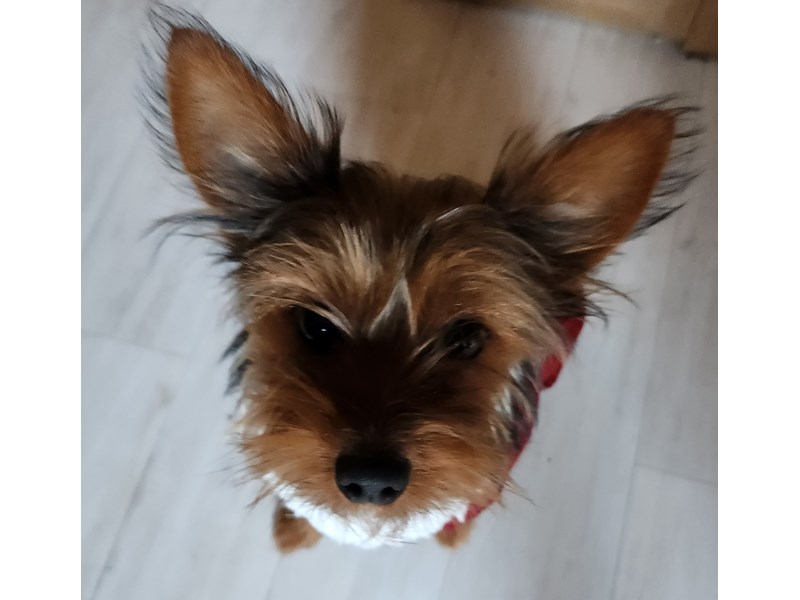 Pet Photo