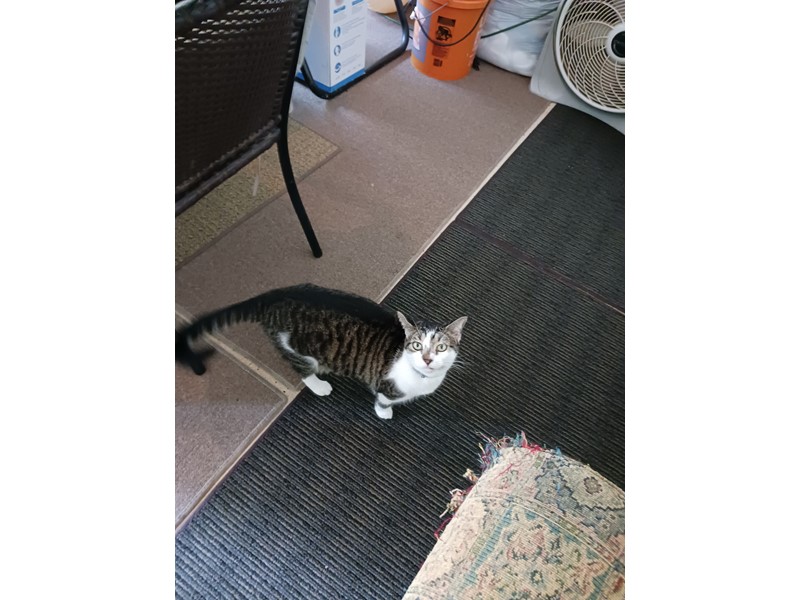 Pet Photo