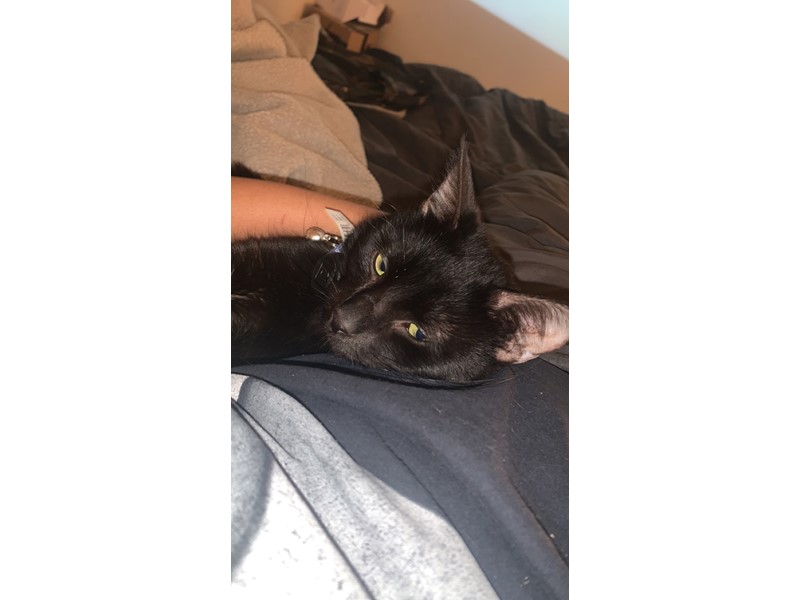 Pet Photo
