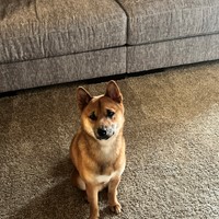 Lost Pet Image