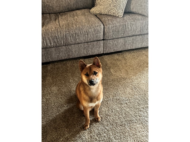 Pet Photo