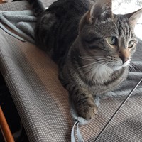 Lost Pet Image