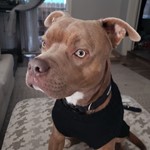 Angel, Pit Bull, lost pet near Ripon, CA