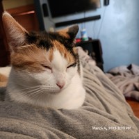 Lost Pet Image