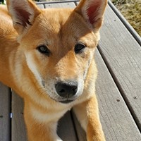 Lost Pet Image