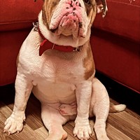 Lost Pet Image