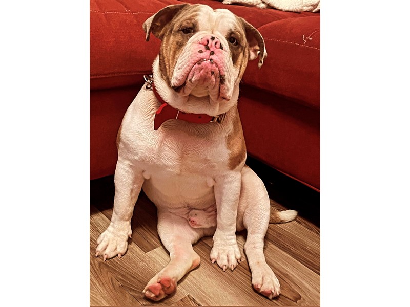 Pet Photo