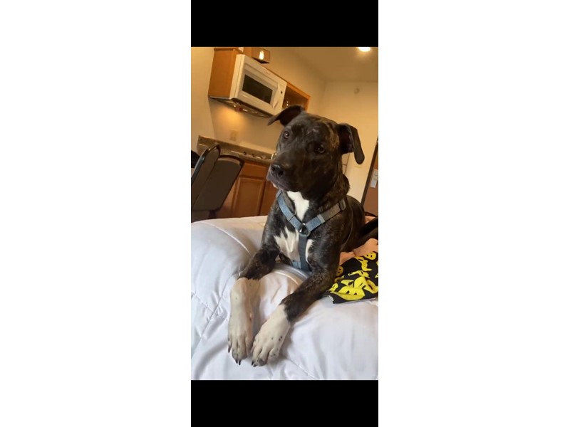 Pet Photo
