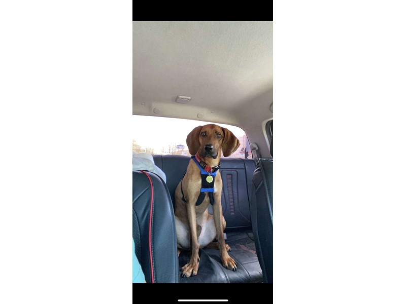 Pet Photo
