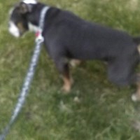 Lost Pet Image
