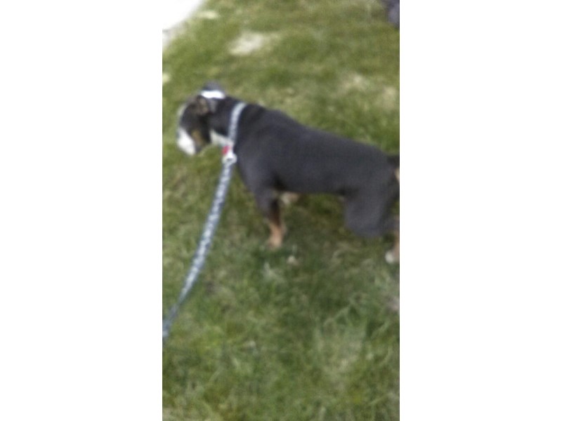 Pet Photo