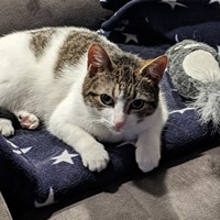 Lost Pet Image