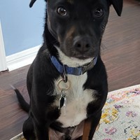Lost Pet Image