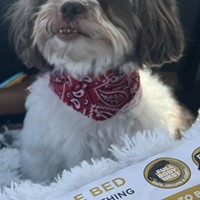Lost Pet Image