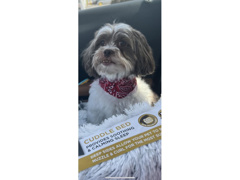 Pet Photo