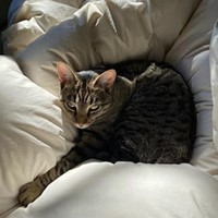 Lost Pet Image