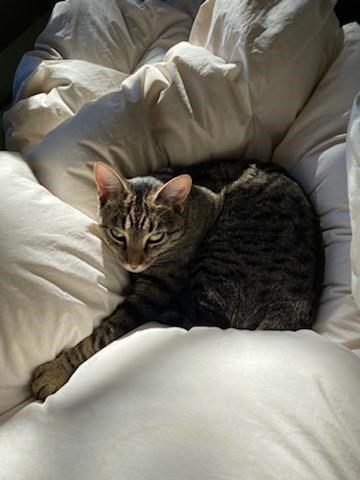 Pet Photo