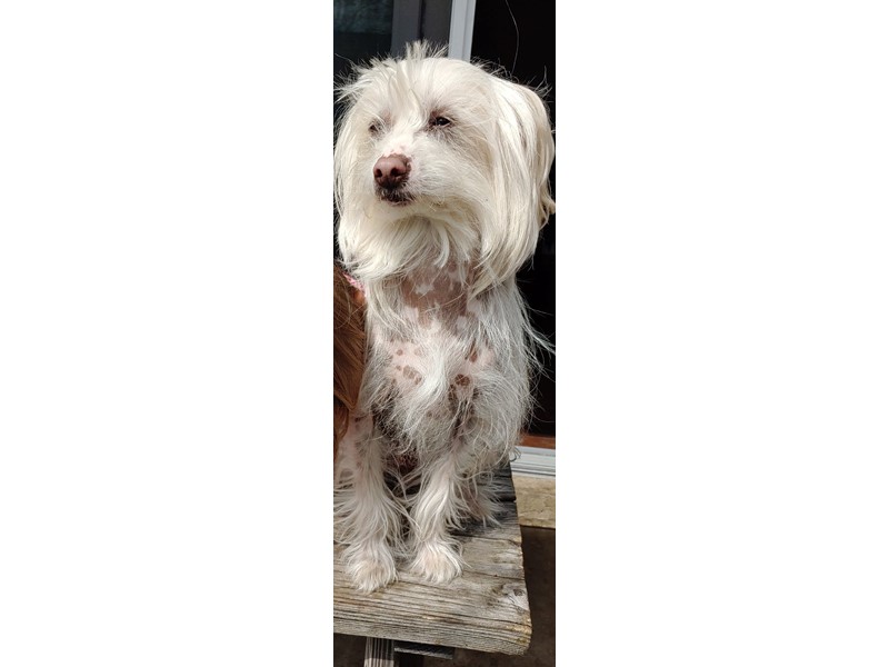 Pet Photo