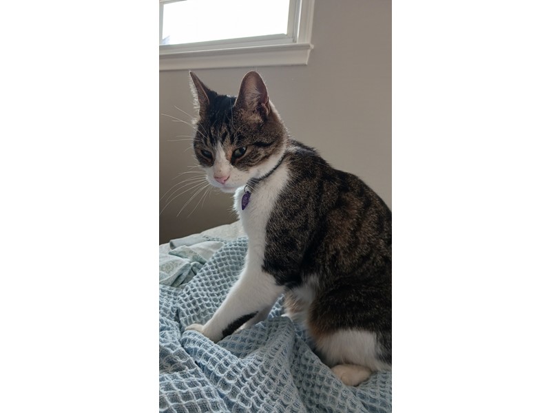 Pet Photo