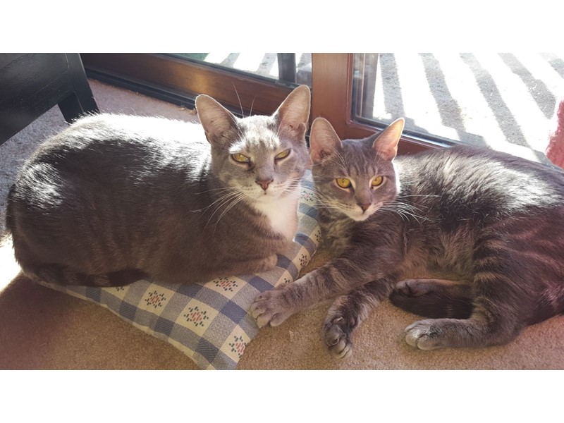 Pet Photo