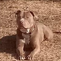 Lost Pet Image